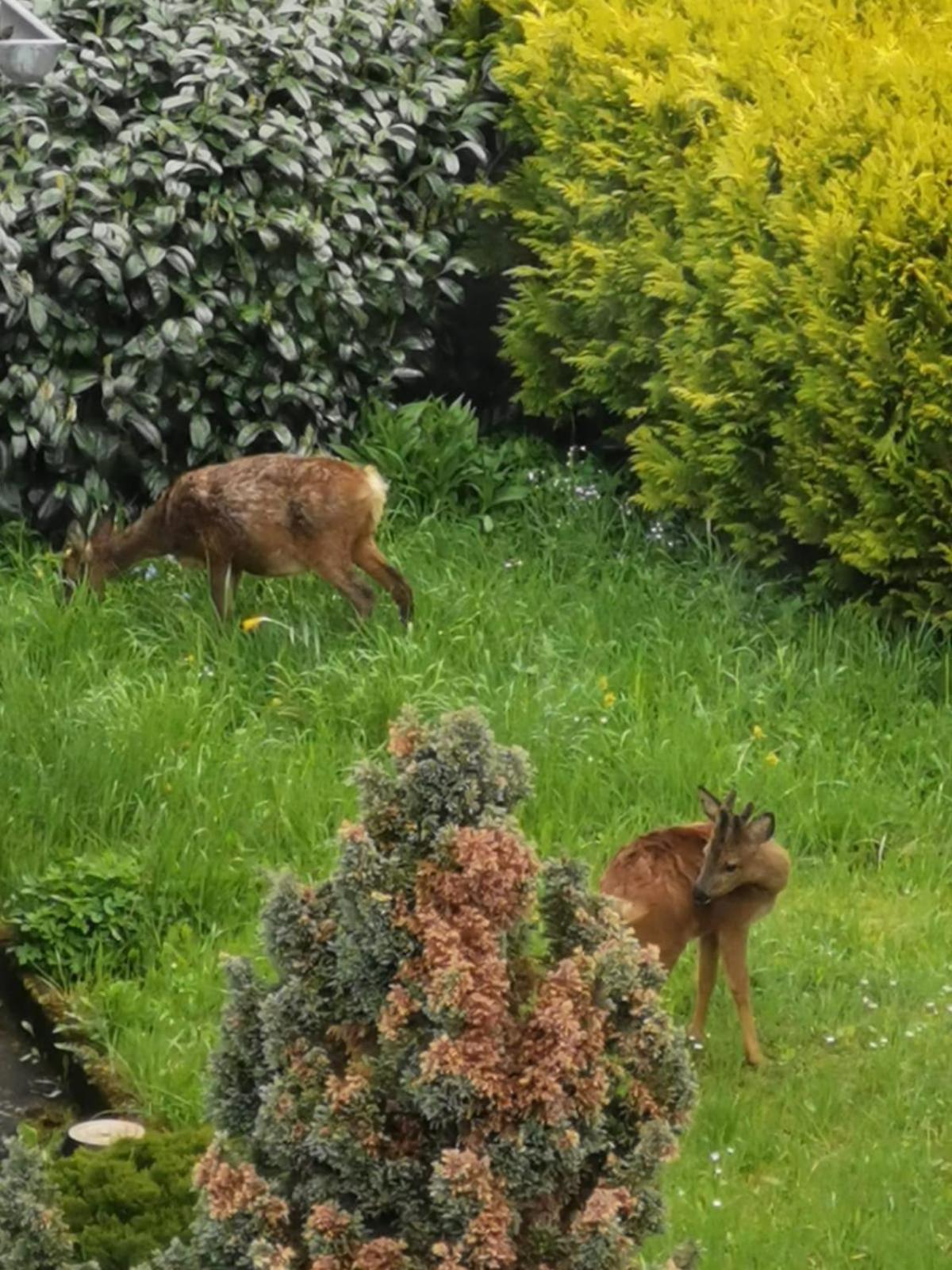 Ferienwohnung In Waldrandlage In Nationalpark Schleiden / Eifel Eksteriør billede