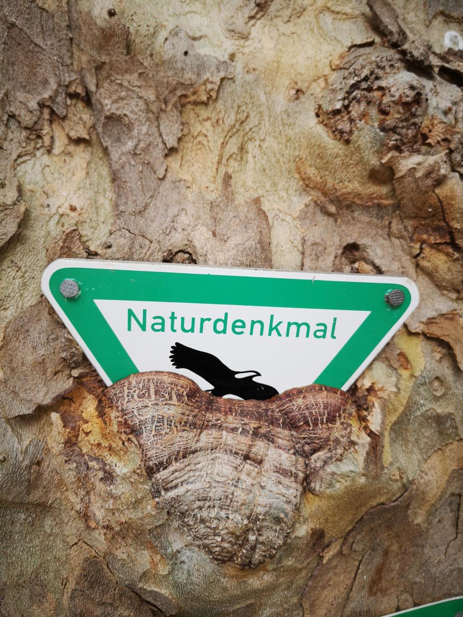 Ferienwohnung In Waldrandlage In Nationalpark Schleiden / Eifel Eksteriør billede