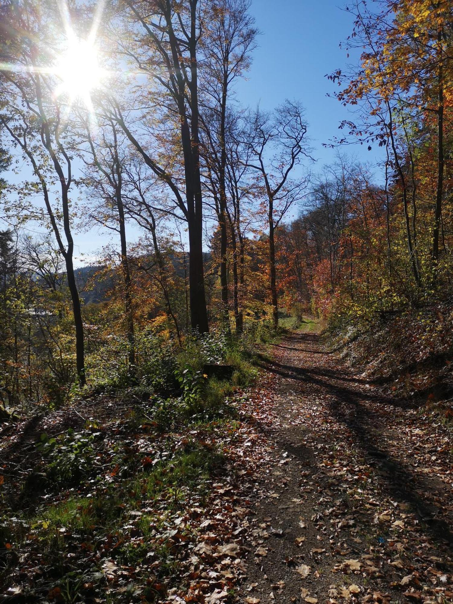 Ferienwohnung In Waldrandlage In Nationalpark Schleiden / Eifel Eksteriør billede