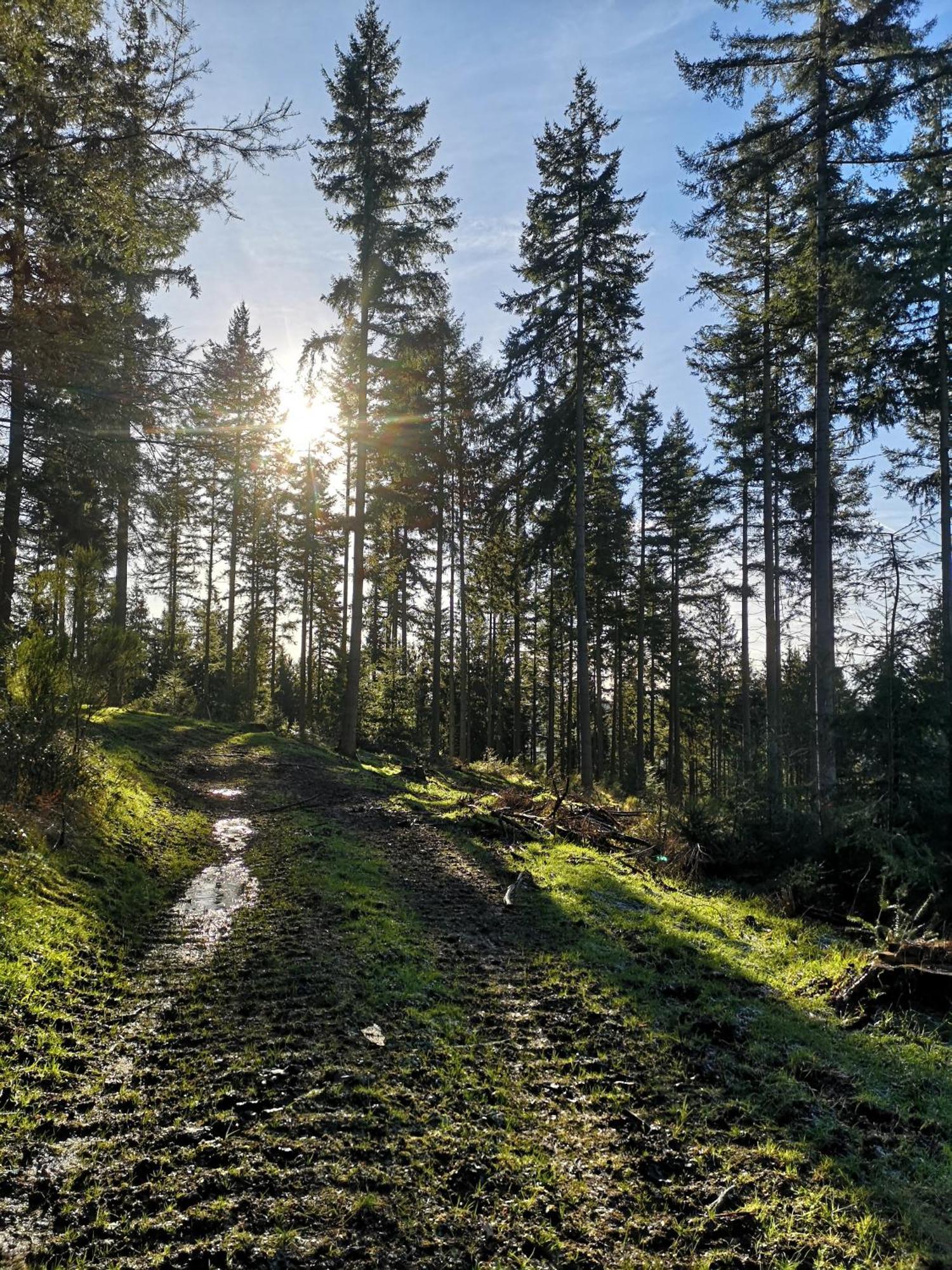 Ferienwohnung In Waldrandlage In Nationalpark Schleiden / Eifel Eksteriør billede