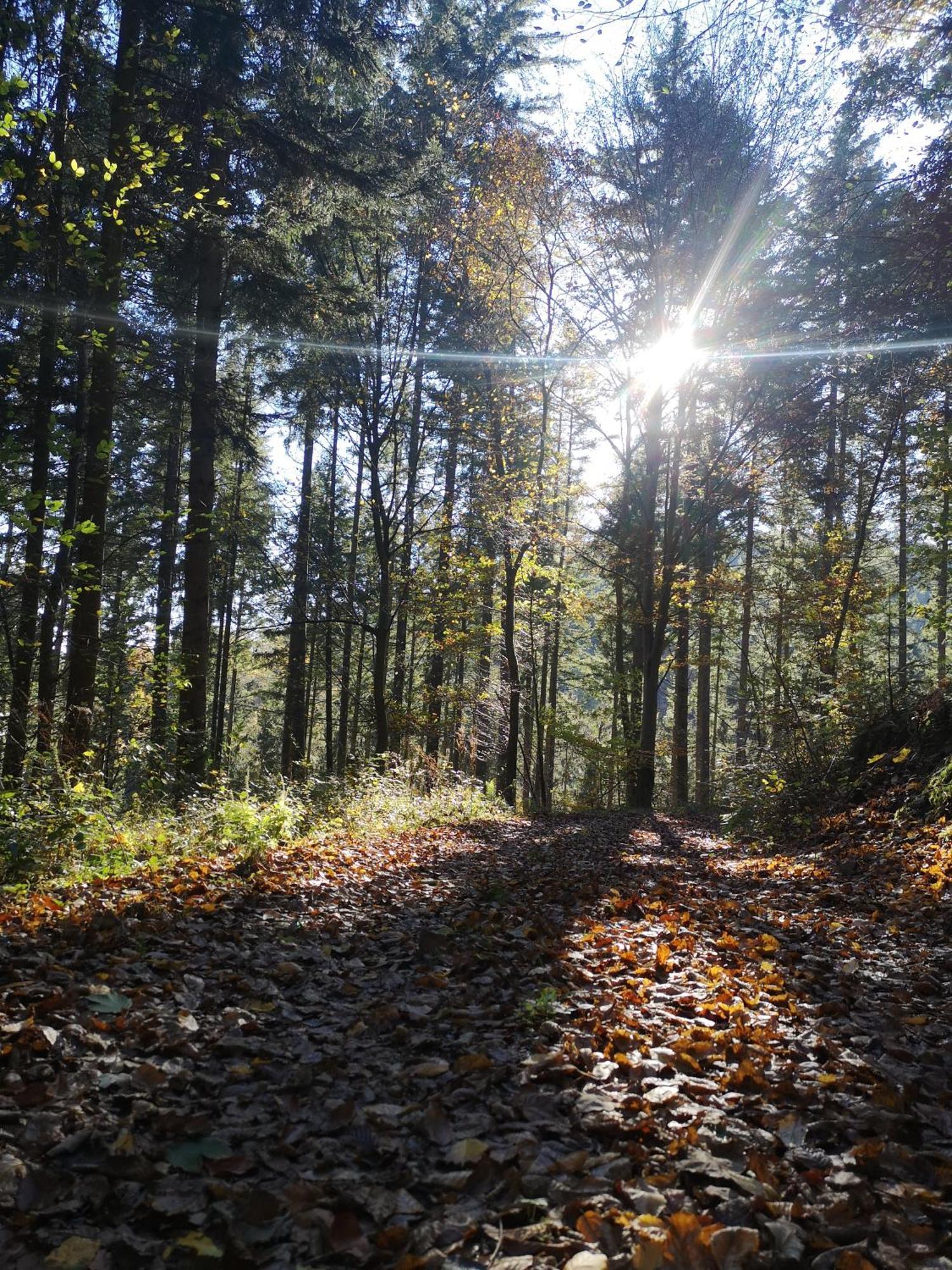 Ferienwohnung In Waldrandlage In Nationalpark Schleiden / Eifel Eksteriør billede