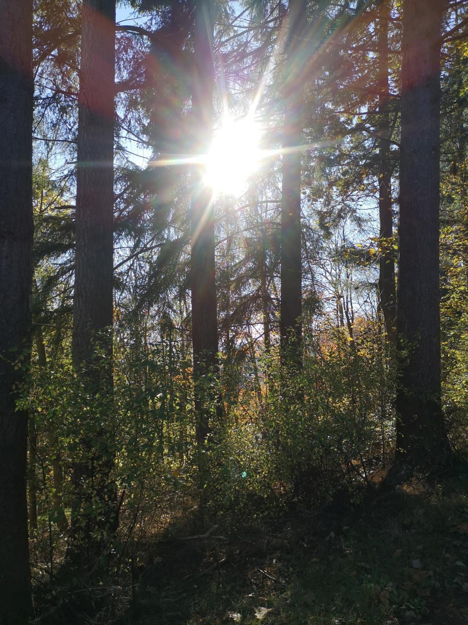 Ferienwohnung In Waldrandlage In Nationalpark Schleiden / Eifel Eksteriør billede