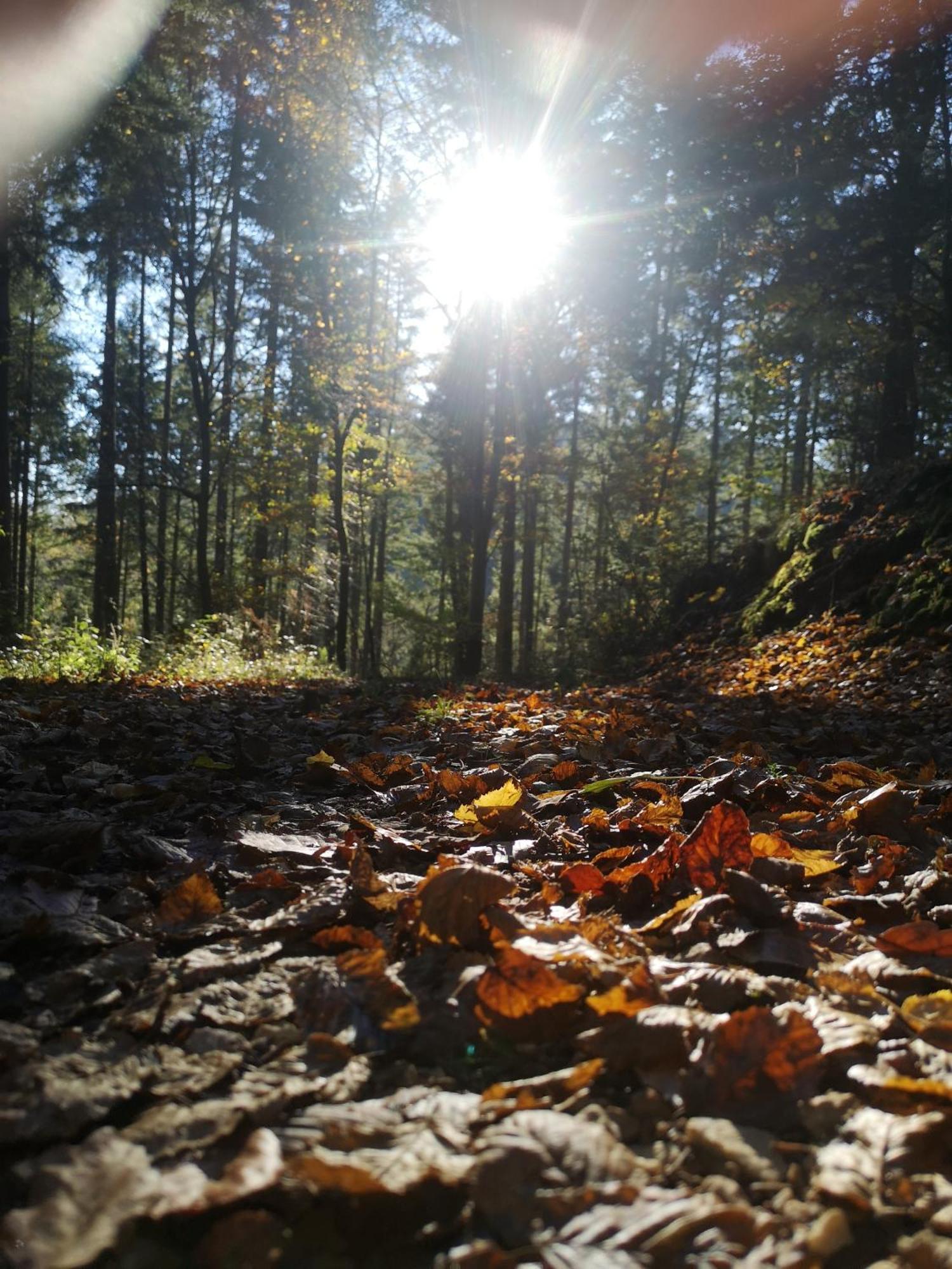 Ferienwohnung In Waldrandlage In Nationalpark Schleiden / Eifel Eksteriør billede